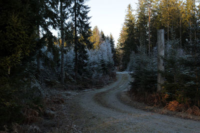 Dirt road amidst trees in forest against sky