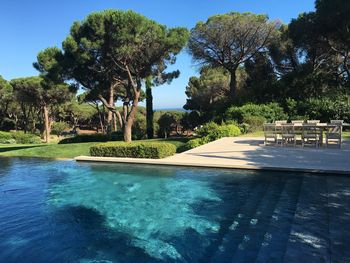 Swimming pool against trees in resort