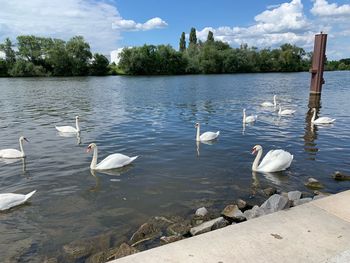Swans swimming in lake