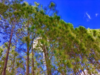 Low angle view of trees against blue sky