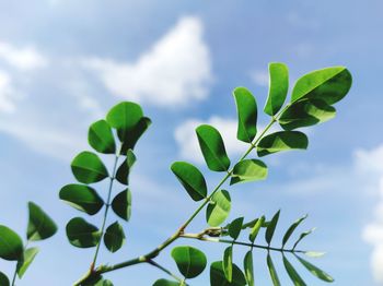 Low angle view of green leaves against sky