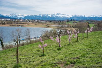 Scenic view of field against sky