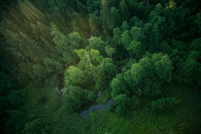 A beautiful view from the above to the forest in summer morning. aero photography of the wild woods.