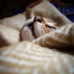 Close-up portrait of cat relaxing