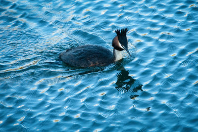 High angle view of duck swimming in sea