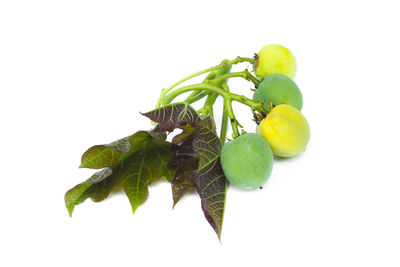 Close-up of fruits and leaves against white background