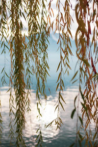 Close-up of pine tree by lake against sky