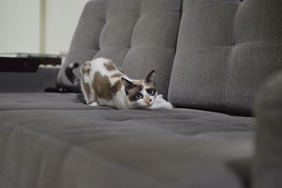 Cat resting on sofa