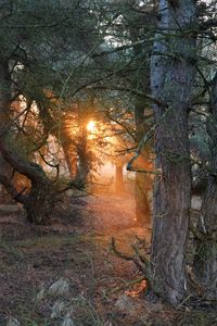 Close-up of trees against sky