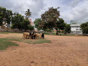 Horses in a field