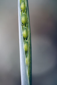 Close-up of green insect