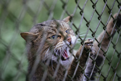 Close-up of lynx outdoors