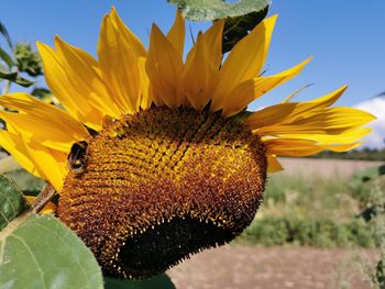 Close-up of honey bee on sunflower