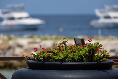 Potted plant on beach against sea