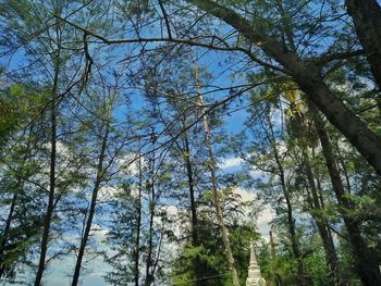 Low angle view of trees in forest against sky
