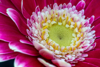 Close-up of fresh pink flower