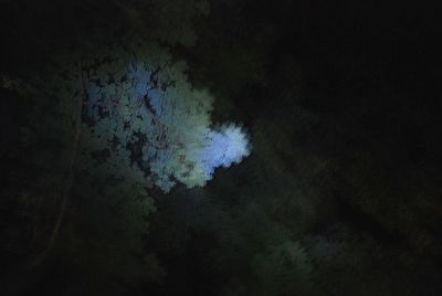 Low angle view of trees against sky at night