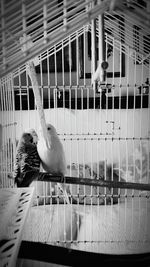 Seagull perching on railing