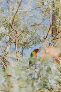 Close-up of bird on tree