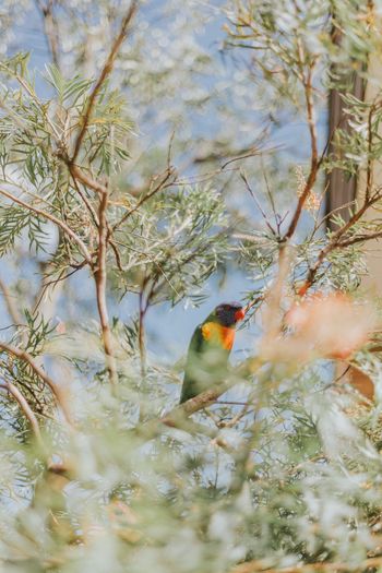 CLOSE-UP OF BIRD ON BRANCHES