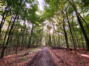 Empty road amidst trees in forest