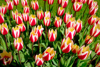 Close-up of pink tulips blooming outdoors