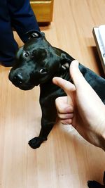 Midsection of man with dog on table at home