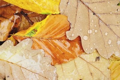 Close-up of yellow leaves during autumn