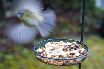 Close-up of flying bird  over food in feeding station