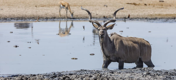 A male kudu at a waterhole in etosha, the national park in the center of north namibia