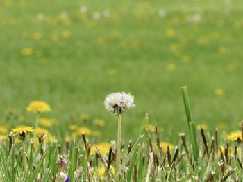 Close-up of dandelion flower on field