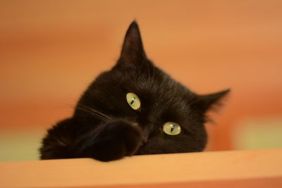 Portrait of black cat
