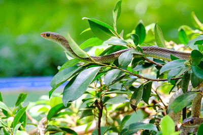 Thin brown snake in bushes. non-poisonous. in a vietnamese zoo.