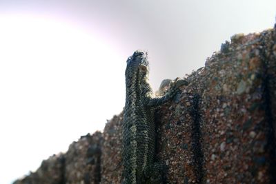 Low angle view of tree against sky