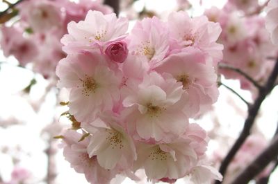 Close-up of pink cherry blossom