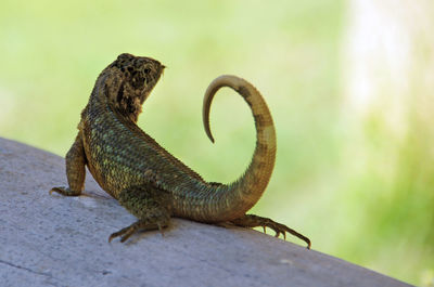 A big green lizard with curved tail, sitting in the shadow and looking to the side