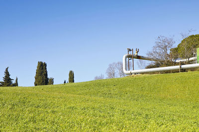 Plants on land against clear sky