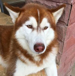 Close-up portrait of a dog