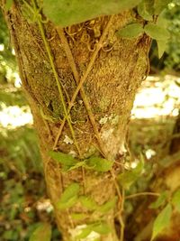 Close-up of lizard on tree