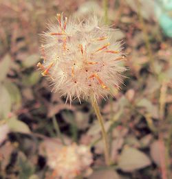 Close-up of flowers against blurred background