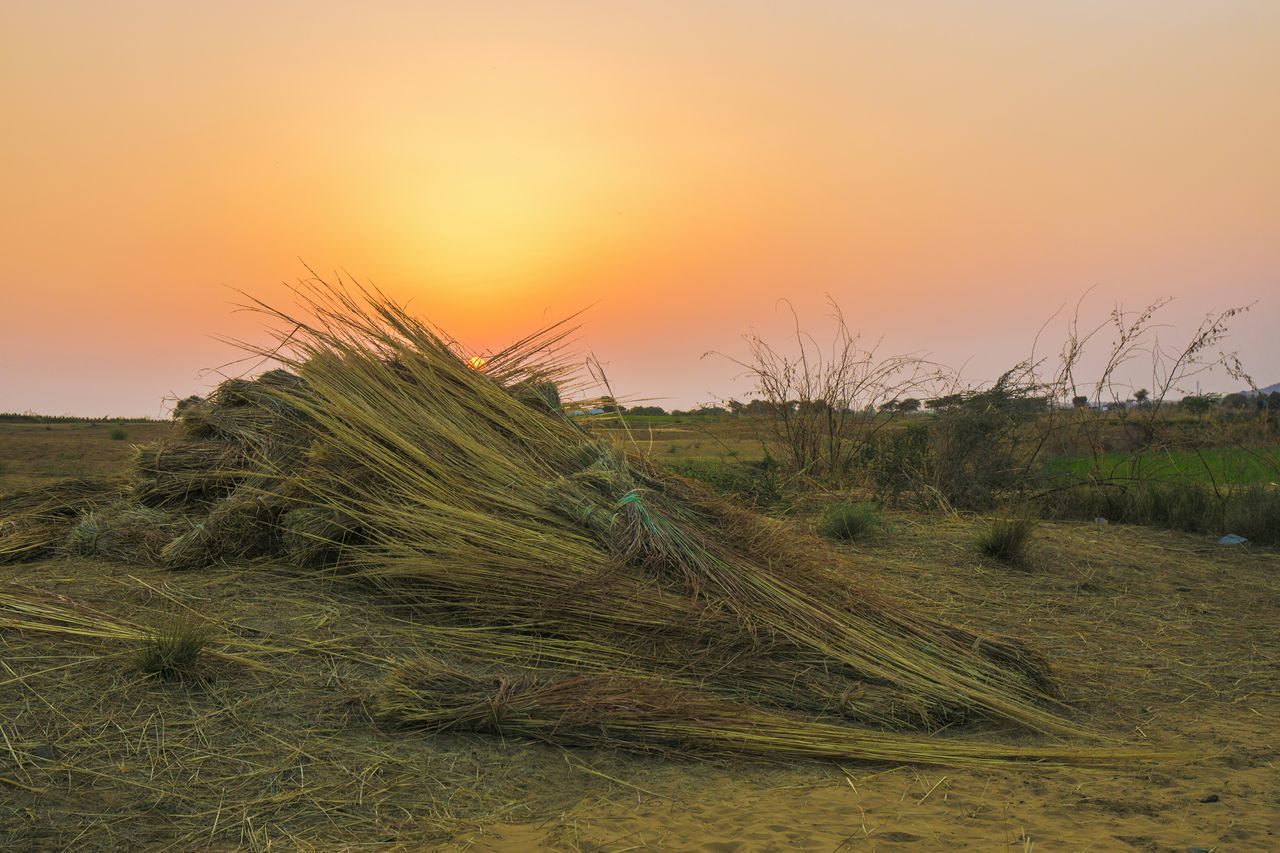Dried plant