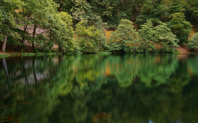 Scenic view of lake in forest