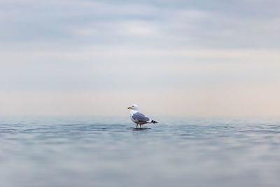 Seagull on perching at beach