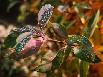 Close-up of flowering plant leaves