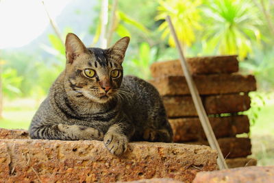 Close-up of cat sitting outdoors