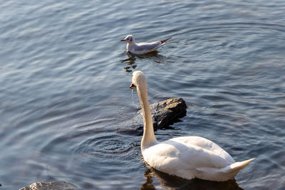 Swan swimming over the lake