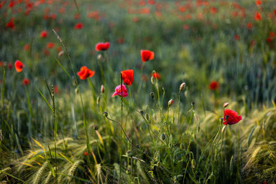 Beautiful red poppies at sunset. field with blooming poppies. green stems and red flowers.