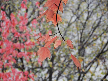 Low angle view of maple leaves on tree