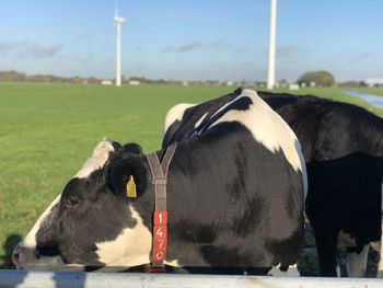 Sad cow in field