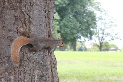 Side view of squirrel on tree trunk